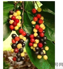 五月茶的功效 五月茶怎么吃？