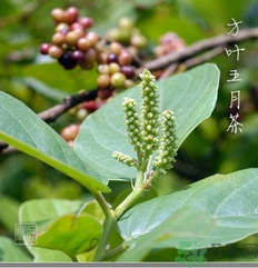 五月茶的功效 五月茶怎么吃？