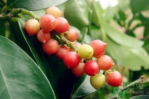 五月茶的功效 五月茶怎么吃？
