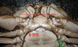 梭子蟹怎么挑選？梭子蟹挑選圖解