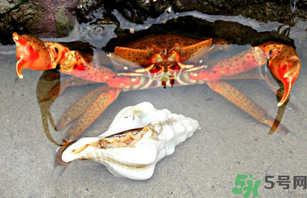 河蟹死了一天能吃嗎？河蟹死了多久不能吃？