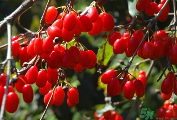 茱萸是什么？重陽(yáng)節(jié)為什么要插茱萸？