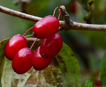 茱萸是什么？重陽(yáng)節(jié)為什么要插茱萸？