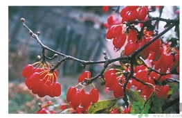 茱萸是什么？重陽(yáng)節(jié)為什么要插茱萸？