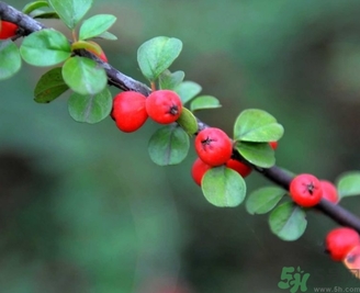 茱萸是什么？重陽(yáng)節(jié)為什么要插茱萸？