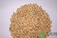 麥芽可退奶還是發(fā)奶？麥芽的功效與作用