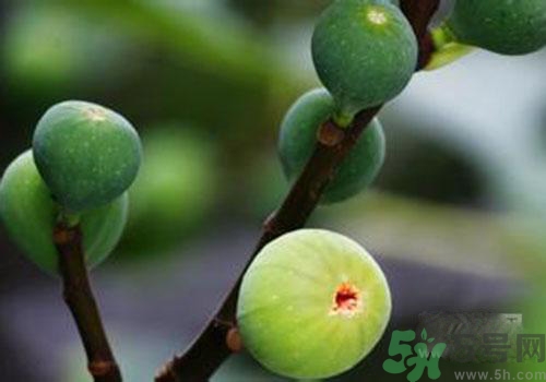 吃無花果會過敏嗎？吃無花果干會過敏嗎？