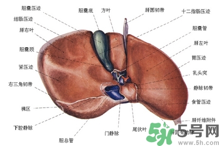 男性護(hù)肝的方法有哪些？養(yǎng)肝護(hù)肝必吃3大營養(yǎng)素