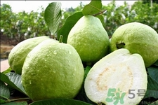 芭樂怎么吃？芭樂的營(yíng)養(yǎng)價(jià)值與功效