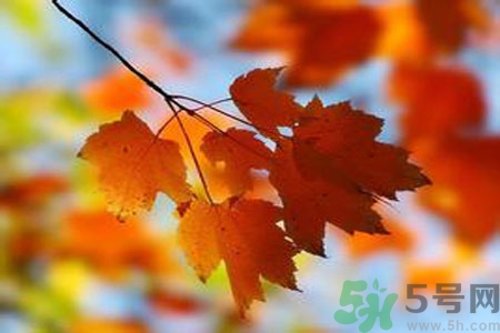 秋季上火怎么辦？秋天上火吃什么好？