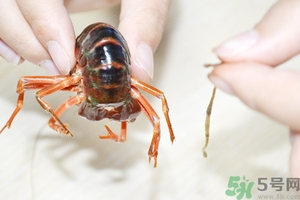 活蝦怎么處理干凈蝦線？活蝦怎么去蝦線？