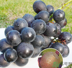 巨峰葡萄怎么保存？巨峰葡萄可以放多久？
