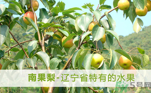 孕婦能吃南國梨嗎？南國梨孕婦可以吃嗎？