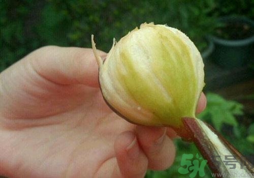 吃無(wú)花果要?jiǎng)兤?？吃無(wú)花果皮有什么好處？