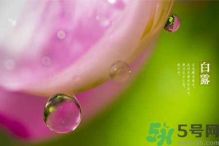 白露節(jié)吃什么？白露節(jié)的傳統(tǒng)美食有哪些？
