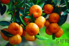 橘子可以多吃嗎？橘子吃多了會(huì)怎樣？