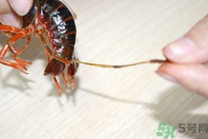 活蝦怎么處理干凈蝦線？活蝦怎么去蝦線？