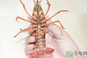 活蝦怎么處理干凈蝦線？活蝦怎么去蝦線？
