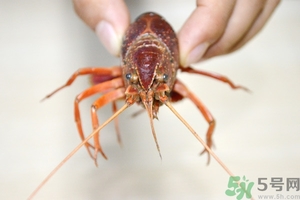 活蝦怎么處理干凈蝦線？活蝦怎么去蝦線？