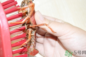 活蝦怎么處理干凈蝦線？活蝦怎么去蝦線？