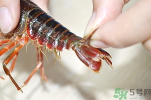 活蝦怎么處理干凈蝦線？活蝦怎么去蝦線？