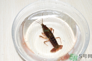 活蝦怎么處理干凈蝦線？活蝦怎么去蝦線？