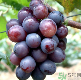 巨峰葡萄怎么有酒味？葡萄有酒味還能吃嗎？