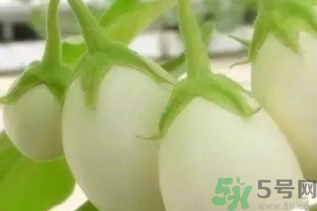 蛋樹是什么？蛋樹可以吃嗎？