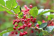 花椒可以治療打鼾嗎？花椒的好處有哪些？