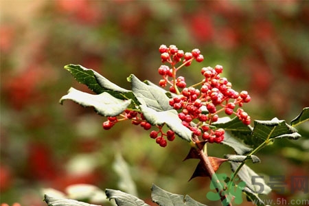 花椒可以治療打鼾嗎？花椒的好處有哪些？
