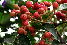 花椒可以治療打鼾嗎？花椒的好處有哪些？