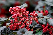 花椒可以治療打鼾嗎？花椒的好處有哪些？