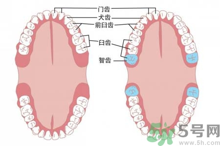 多少歲開始長智齒？智慧牙長到多少歲？