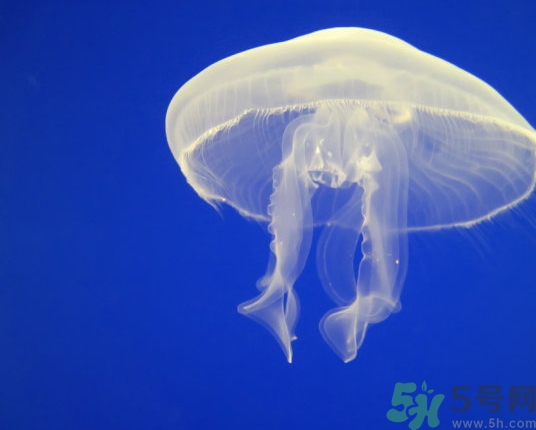 海蜇是水母嗎？海蜇和水母的區(qū)別