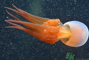 海蜇是發(fā)物嗎？手術(shù)后可以吃海蜇嗎？