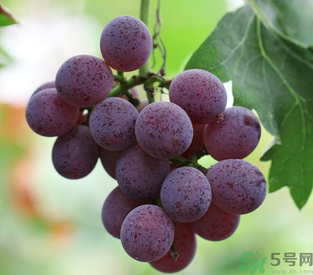 拉肚子能吃葡萄嗎？拉肚子吃什么食物好？