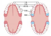 智齒橫著長怎么辦？智齒橫著長一定要拔了嗎？