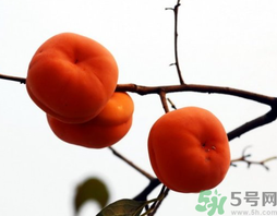 吃柿子會胖嗎？柿子吃多了會胖嗎？
