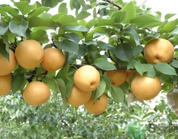 吃豐水梨的好處？豐水梨好吃嗎？