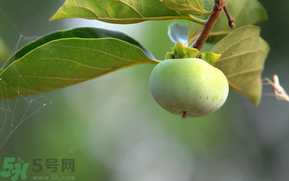 孕婦可以吃青柿子嗎？青柿子孕婦可以吃嗎？