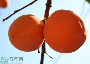為何叫懶柿子？懶柿子的營(yíng)養(yǎng)價(jià)值？