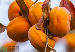 為何叫懶柿子？懶柿子的營(yíng)養(yǎng)價(jià)值？
