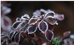 霜降為什么要吃柿子？霜降吃柿子有什么好處？