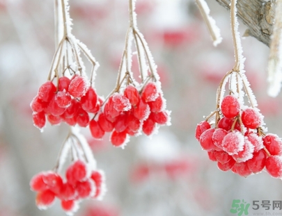 霜降為什么要吃柿子？霜降吃柿子有什么好處？