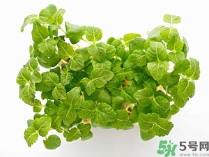 紫蘇葉是什么東西？紫蘇葉的功效與作用及禁忌