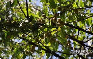 野桃子能吃嗎？野桃子核的功效與作用