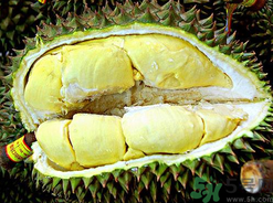 月經(jīng)期間可以吃榴蓮嗎？來月經(jīng)可以吃榴蓮嗎？