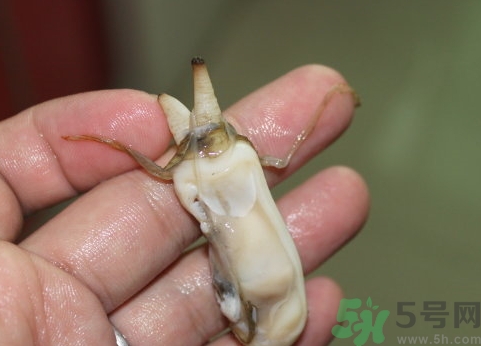 蟶子肚子里黑的能吃嗎？蟶子肚子里黑的是什么？