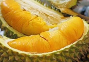 小孩能吃榴蓮嗎？榴蓮小孩能吃嗎？