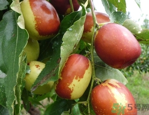 冬棗是轉(zhuǎn)基因食品嗎？冬棗是哪里的特產(chǎn)？
